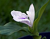 ROSCOEA PURPUREA WISLEY AMETHYST