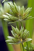 CYPERUS ERAGROSTIS (PALE GALINGALE)