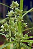 CYPERUS ERAGROSTIS (PALE GALINGALE)