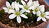 COLCHICUM HUNGARICUM VELEBIT STAR