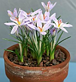 CROCUS ABATENSIS