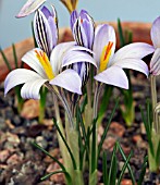 CROCUS RETICULATUS