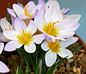 CROCUS SIEBERI FIREFLY