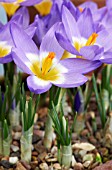 CROCUS SIEBERI TRICOLOR