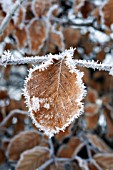 FAGUS SYLVATICA