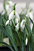 GALANTHUS FIELDGATE PRELUDE