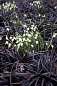 GALANTHUS LADY BEATRIX STANLEY