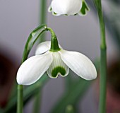 GALANTHUS LAVINIA