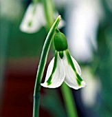 GALANTHUS SOUTH HAYES