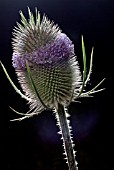 DIPSACUS FULLONUM (WILD TEASEL)