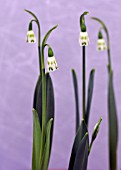 GALANTHUS ELWESII THE GROOM