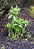 HELLEBORUS CYCLOPHYLLUS