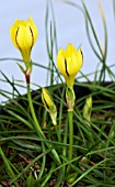 IPHEION DIALYSTEMON