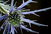 ERYNGIUM BOURGATI OXFORD BLUE