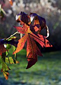 LIQUIDAMBER ORIENTALIS