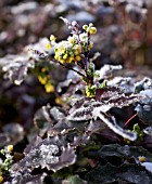 MAHONIA AQUIFOLIUM