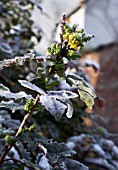 MAHONIA AQUIFOLIUM