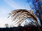 MISCANTHUS SINENSIS