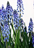 MUSCARI ARMENIACUM