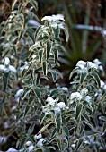 PHLOMIS FRUTICOSA