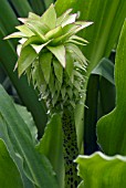 EUCOMIS BICOLOR (PINEAPPLE FLOWER)