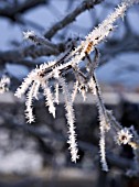 SAMBUCUS NIGRA