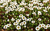 SAXIFRAGA ALPIGENA