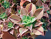 AEONIUM SPATHULATUM