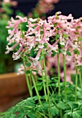 CORYDALIS SOLIDA BETH EVANS