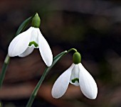 GALANTHUS BRENDA TROYLE