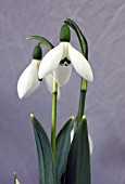 GALANTHUS BRIGADIER MATHIAS