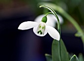 GALANTHUS ELWESII GRUMPY