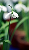 GALANTHUS FOSTERI