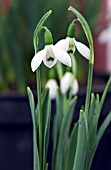 GALANTHUS TAUNTON SQUASH