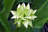 EUCOMIS BICOLOR (PINEAPPLE FLOWER)