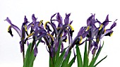 IRIS ROSENBACHIANA