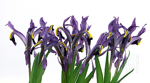 IRIS_ROSENBACHIANA