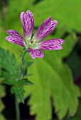 GERANIUM OXONIANUM THURSTONIANUM