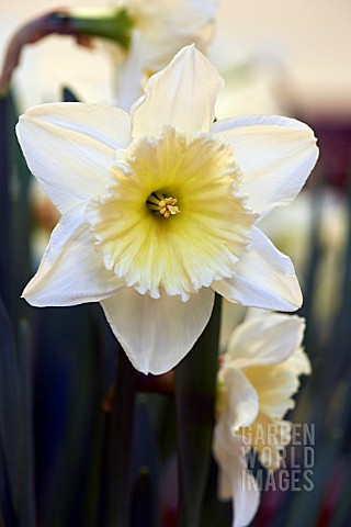 NARCISSUS_ICE_FOLLIES