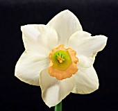 NARCISSUS OREGON PIONEER