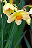 NARCISSUS RED DEVON