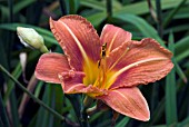 HEMEROCALLIS FULVA (DAYLILY)