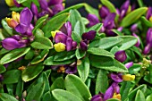 POLYGALA CHAMAEBUXUS