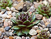 SEMPERVIVUM JUPITER