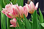 TULIPA PEACH BLOSSOM