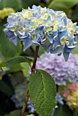 HYDRANGEA MACROPHYLLA ALTONA (HORTENSIA)