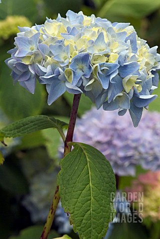 HYDRANGEA_MACROPHYLLA_ALTONA_HORTENSIA