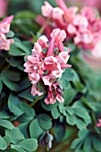 CORYDALIS SOLIDA RUKSANS RED