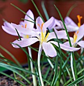 CROCUS CORSICUS