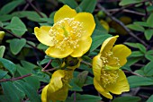 HYPERICUM FORESTII